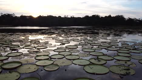 Aerial-view-of-giant-amazon-water-Lilly