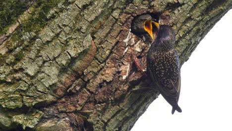 estornino europeo alimentando a grandes crías a la entrada de su nido en la cavidad de un árbol