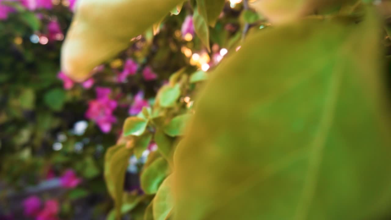 flores en sol hermosa rosa tropical vacaciones