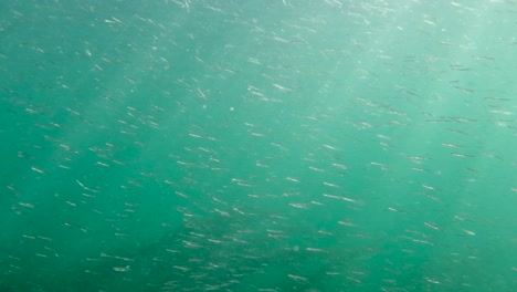 small bait fish swimming in the shallow waters of british columbia, canada