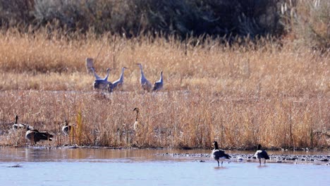 Patos-Y-Garzas-En-El-Río-Grande