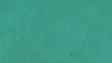Robbenbabys-Schwimmen-In-Den-Inselgewässern-Von-Mallorca,-Spanien