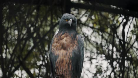 alert black-and-chestnut eagle looking around in rainforest of south america