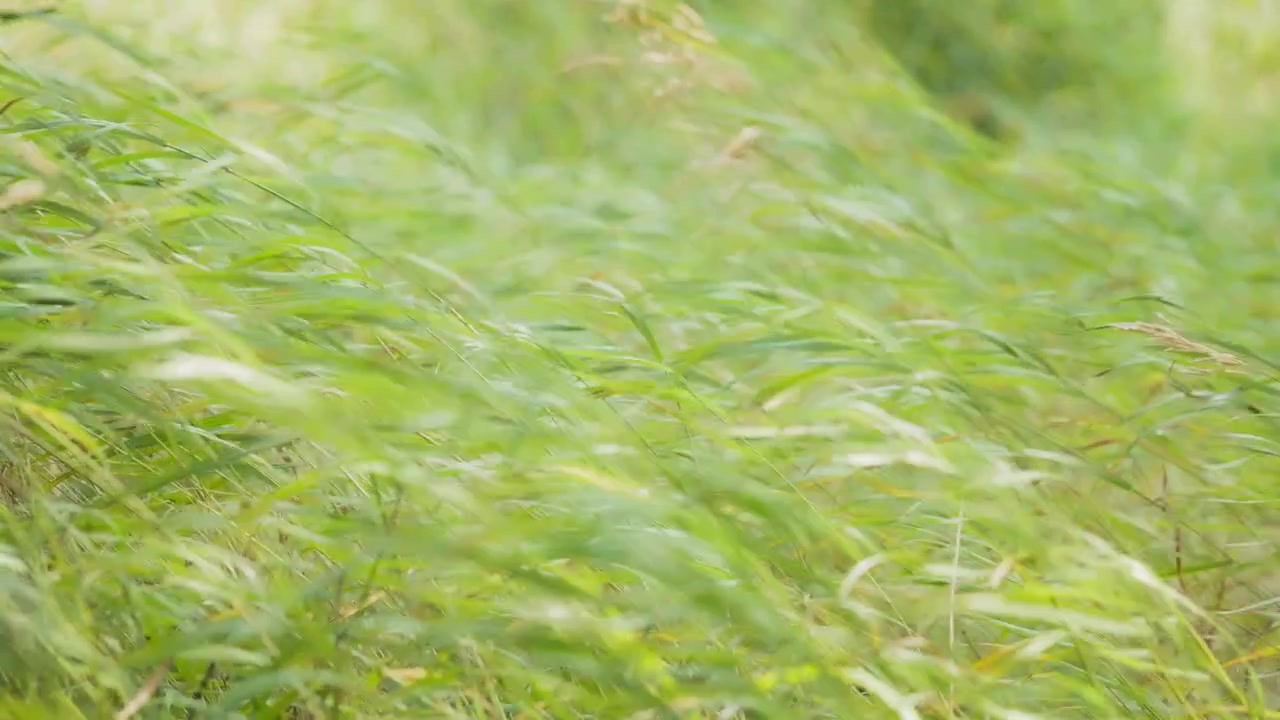 風に揺れる緑の草