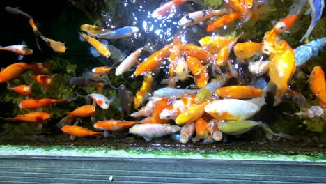 Niño-Pequeño-Alimentando-Coloridos-Peces-Tropicales-En-El-Acuario