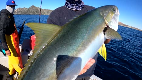 los pescadores sostienen peces de cola amarilla por la boca y muestran una excelente captura