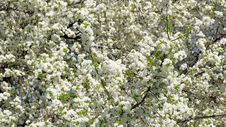 Ramo di fiori bianchi in fiore di susino mirabolano all'inizio della primavera. Messa a fuoco selettiva. Rami con fiori bianchi ondeggiano al vento