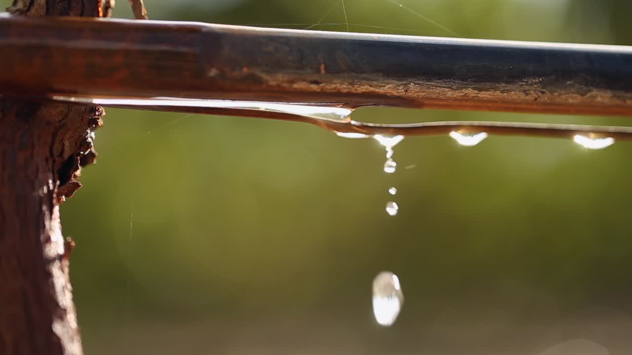Close up: Copper agricultural irrigation pipe drips backlit water