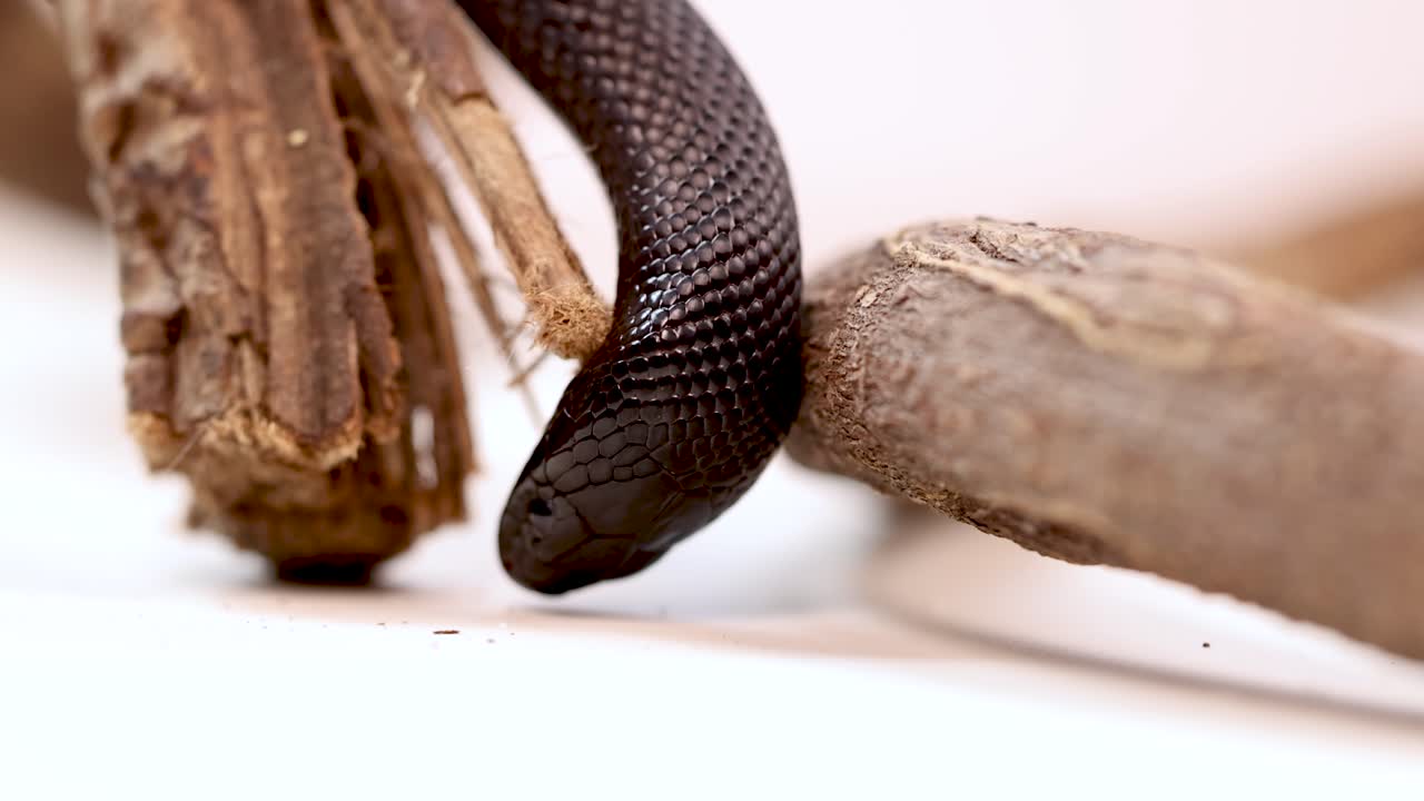 A Mexican Black Kingsnake moves along a wooden branch in a controlled environment with soft lighting