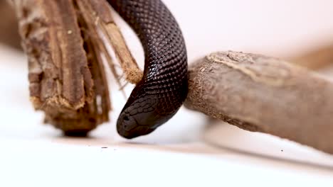 a mexican black kingsnake moves along a wooden branch in a controlled environment with soft lighting
