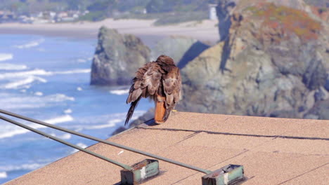 hawk on the roof of a building and in the background stinson beach in rocky point rd california