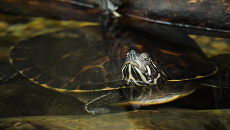 yellow-bellied slider close-up hides under log with head out of water looking