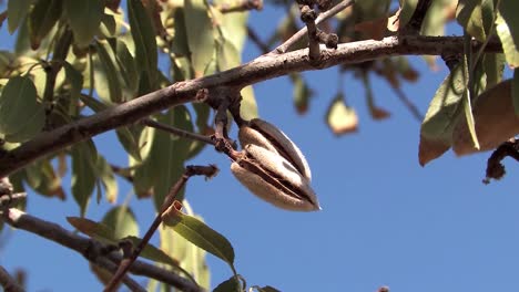 close up of almond tree in califonia, usa