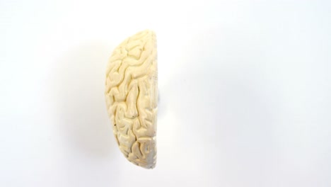 primer plano del cerebro humano