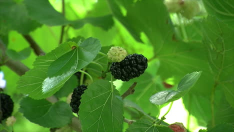 breeze moves the leaves and fruit of a mulberry tree