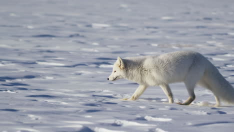 arctic fox in snowy landscape