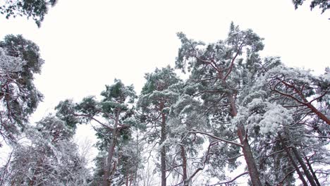 Bosque-De-Pinos-Nevados-En-Estonia-En-Invierno.-Concepto-De-Naturaleza-Y-Vida-Silvestre-Bosque-De-Pinos-Nevados-En-Estonia-En-Invierno