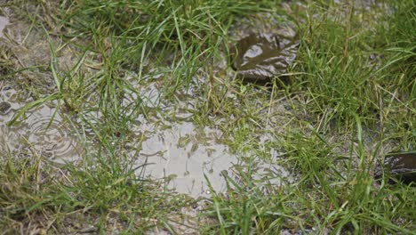 lluvia cayendo sobre las hojas y el suelo