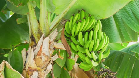 Racimo-De-Plátanos-Verdes-En-Un-árbol-En-Una-Plantación-De-Tenerife,-Vista-Hacia-Adelante