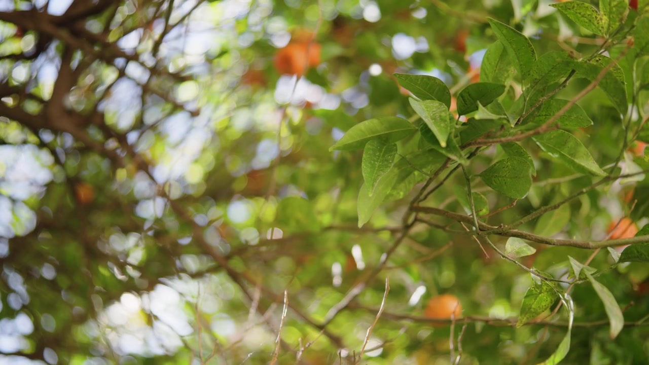 Close-up de copa iluminada pelo sol com foco variável em folhas brilhantes e frutas laranjas. Filmagem 4K de alta qualidade.