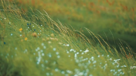 long slender grass stems and white blooming flowers sway gently in the wind