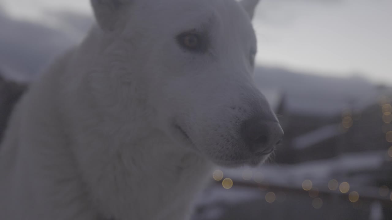 Intimt nærbillede af en smuk hvid hund i profil en vinteraften i Norge. Bløde bokeh-lys funkler i baggrunden og skaber en drømmende atmosfære. Blid belysning fremhæver hundens fredfyldte