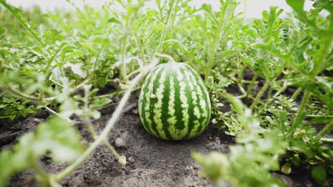 watermelon on a plant in the garden. large ripe berry. crop of watermelons. harvest time.