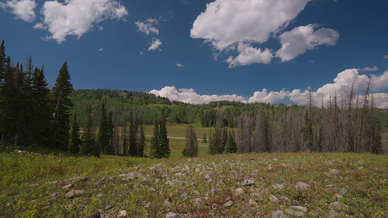 piedras esparcidas por el suelo del bosque de hoja perenne - timelapse