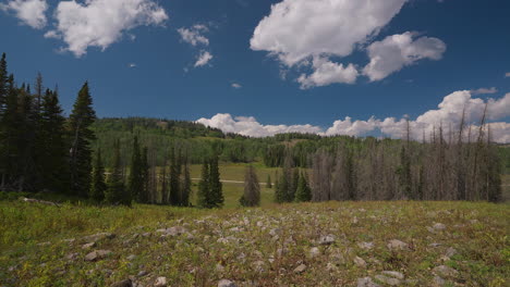 stones strewn across the floor of the evergreen forest - timelapse