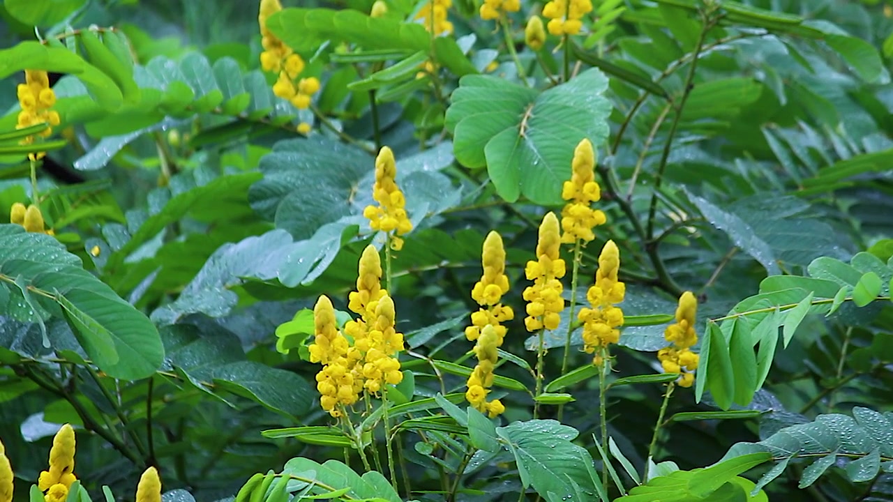 Yellow senna flower spikes monsoon rain, wet green foliage closeup, dense tropical jungle plant with raindrops nature macro footage.