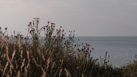 Wild,-tall-flowers-and-grass-with-sea-view-in-the-background
