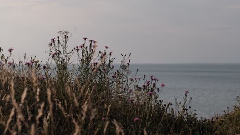 野生,高大的花朵和草,背景是海景