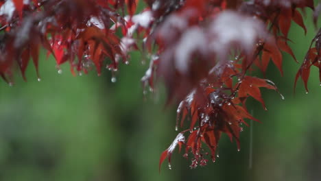 Leaves-and-branches-are-getting-rained-on