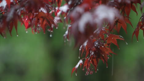 leaves and branches are getting rained on