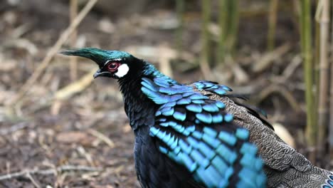 Pavo-faisán-Palawan-Macho-Sacudiendo-Sus-Plumas