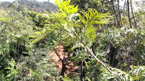 drone shot of coffee plantation