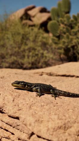 lizard on a desert rock