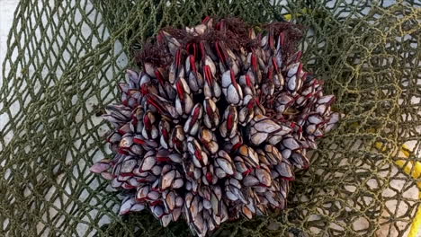 una piña de marisco encima de una red, percebes y mejillones