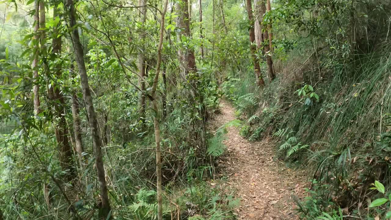 un tranquilo paseo por un sendero forestal aislado