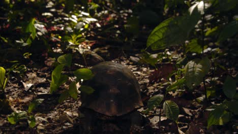 Yellow-footed-tortoise-moving-away-on-a-rain-forest-path-between-the-small-saplings