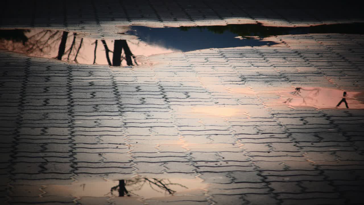 거리의 웅이 반사