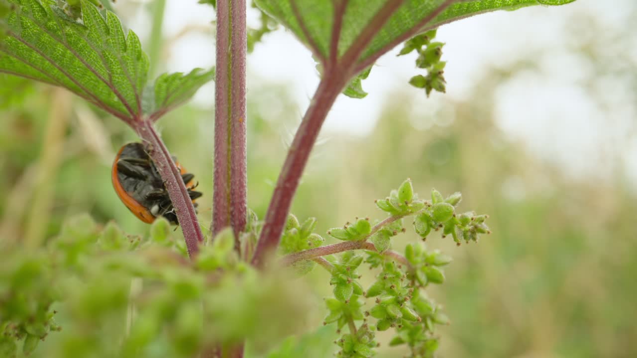 Ladybug climbing plant stem in summer sunlight establishing natural insect detailed life feeding and crawling