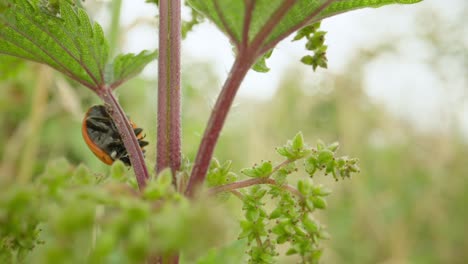 ladybug climbing plant stem in summer sunlight establishing natural insect detailed life feeding and crawling