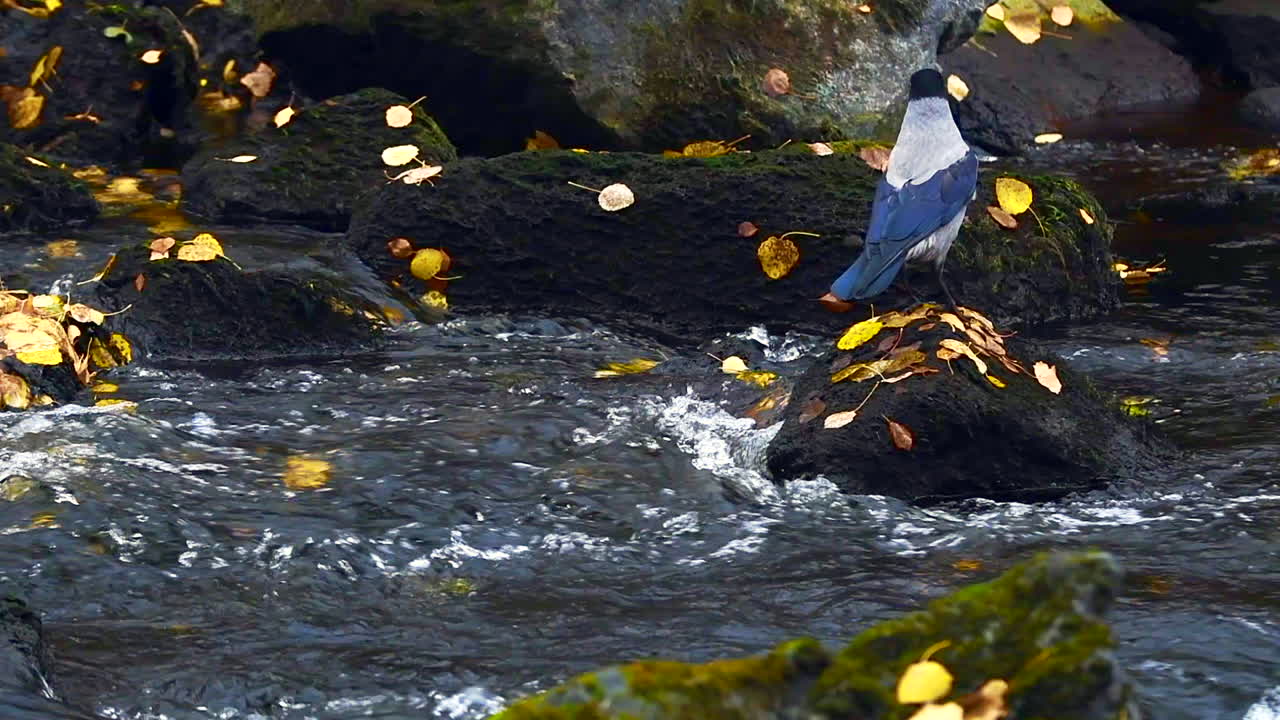 물고기를 잡지 못한 후 실망한 까마귀