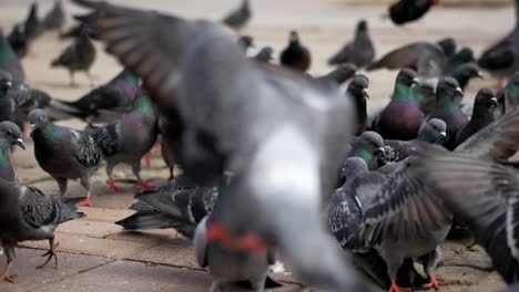 palomas en el suelo