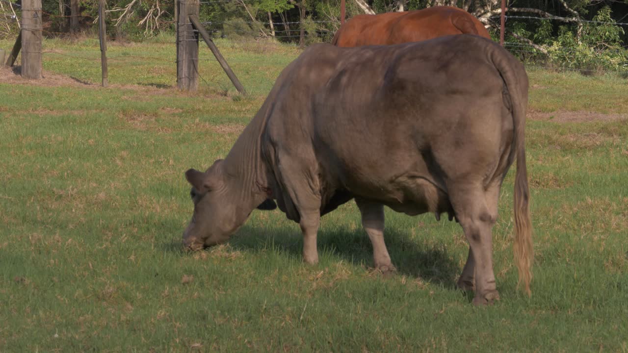 꼬리를 흔드는 동안 들판에서 풀을 먹는 국내 갈색 암소 - 가축
