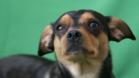 close-up of a small dog