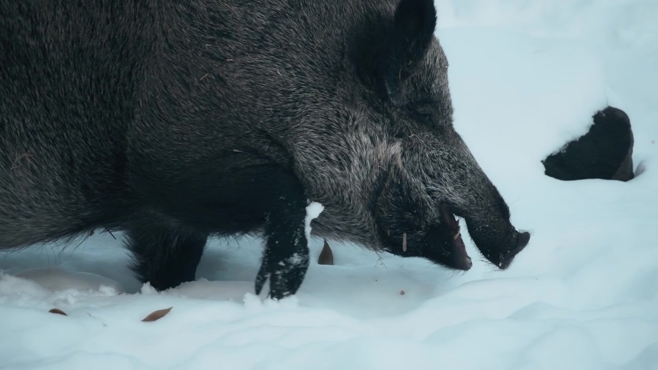 Primo piano di un cinghiale che cammina nella neve, in cerca di cibo.
