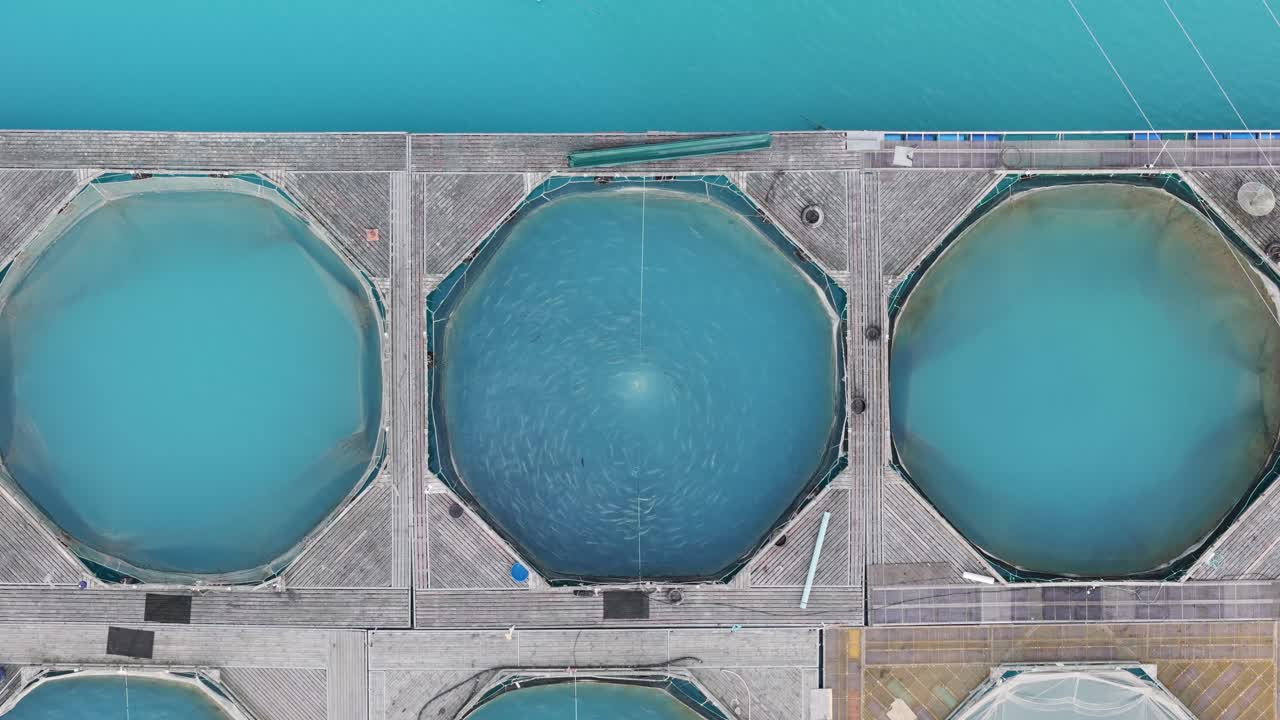 Top-down aerial view of a circular fish pen with a large school of salmon swimming in synchronized circles within bright turquoise water