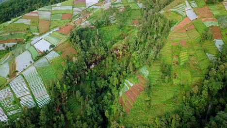 plantación de hortalizas en terrazas en la ladera de la montaña